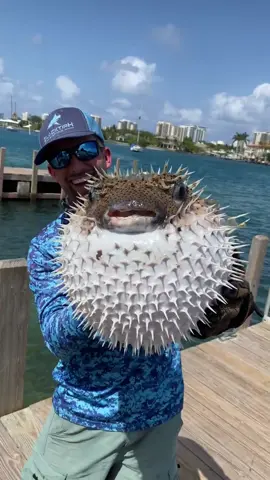 Fun Facts About Blowfish #funfacts #randomfacts #factsyoudidntknow #LearnOnTikTok #animals #blowfish