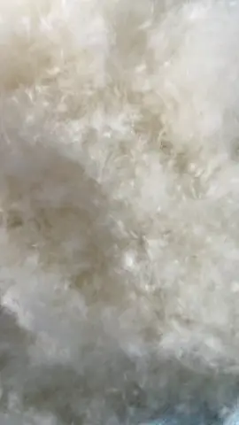 The eiderdown is a type of down feather, which is a soft and fine layer of feathers located under the eider duck's tougher exterior feathers.  It stays dry thanks to the air trapped within and it's the only kind of down that these ducks naturally shed during molting/ YIMENG clothing manufacturer#clothingmanufacturer  #wholesale  #clothingbusiness  #madeinchina   #jacket  #downjacket