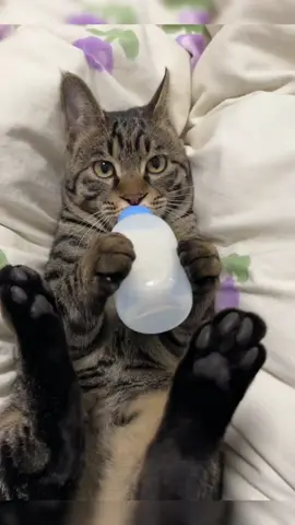 Relaxing Sound of Cat Sucking Milk❤❤  #cat #cats #catsoftiktok #catlover #cattok #foryou #fyp #satisfyingvideos #asmr