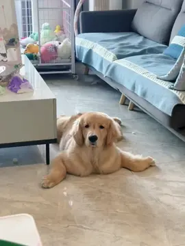 #dog #cute #dogfun #goldenretrieverlove #goldenretrieverpuppies #dogloversoftiktok #foryou 