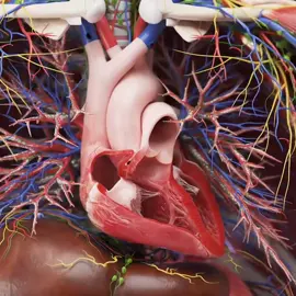 #jantung #jantungsehat #jantunghati #anatomyclass #anatomia 