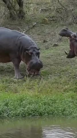 kuda Nil vs kuda Nil  #alamliar  #hewan 