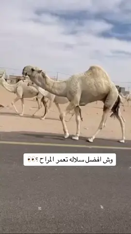الرماني والعلياني 👍 #اكسبلور #مزاين_الصياهد #رماح #الرياض #اذكروا_الله 