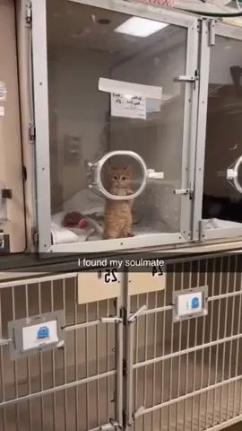 #catsoftiktok #cute #soulmates 