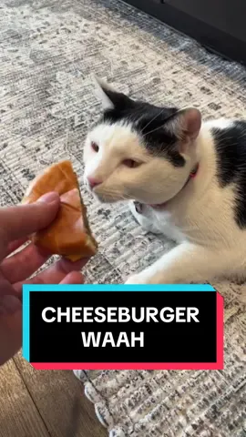Cheeseburger ☝️🥸 WAAAH 😛 #fyp #viral #cat #meme #CapCut 