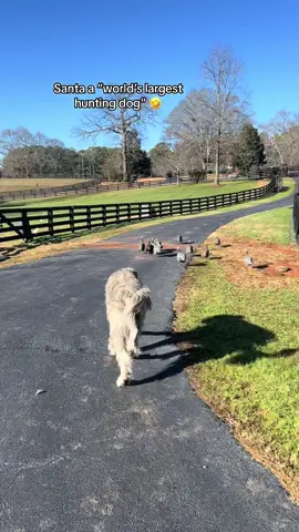 #irishwolfhound #dog #dogsoftiktok #giantdog #funnydog 