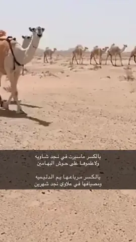 #شعر #قصيد #اكسبلور #البل #البدو #مشاهير_تيك_توك #الشعب_الصيني_ماله_حل😂😂 #اكسبلورexplore 