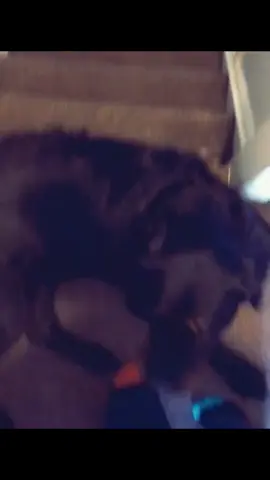 ay brodie hold on oh shi #fypシ゚viral #ohshi #aybrodie 