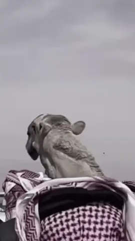 #انتهى_الكلام #بن_جخدب #الصياهد_رماح 