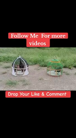 kala teetar ki awaz #kala #teetar #awaz #black_pigeon_lover🥰 #following #fyp #like #animals #animalslover 