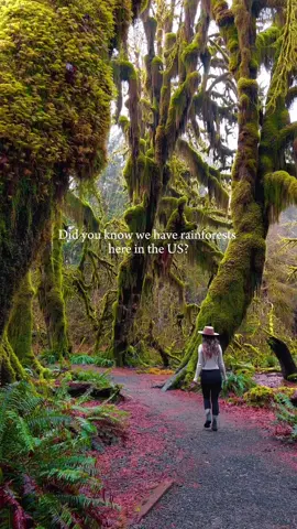 🌳🦌💧✨ 📍 Olympic National Park . . . . #washington #hohrainforest #fyp #traveltok 