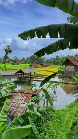 Orang kota teu kangen ka lembur kitu.? 😁🙏🏻  Jangan lupa bersyukur kawan 🥰 #CapCut #pesawahan #pedesaansunda #lembursunda #lagusunda #janganlupabersyukur #janganlupabahagia #papatong #sawahvibes #fyp #tiktokviralid 