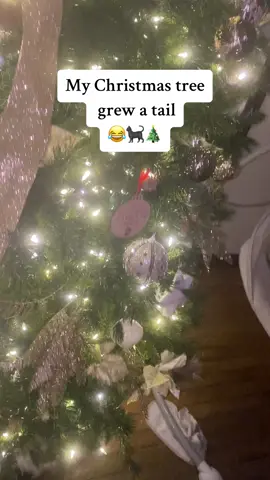 This dang cat 🤦🏻‍♀️ #catsoftiktok #christmastree #catslovers #catsvideo #christmas #fyp #foryourpage 