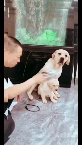 The power cord is broken, so what else is left to watch TV? #dog #babydog #cutedog #funnydog #pet #dogsoftiktok #fyp #foryou 