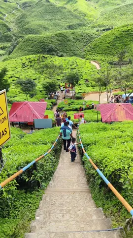 #foryou #viraltiktok #malaysiaporbsi #tiktokmalaysia #cameronhighlands 🇲🇾🇲🇾
