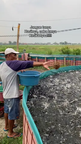 Bukan begitu semua#fyp #xybca #peternakmuda #pengusahasukses #petanisukses #petanilele #lelelovers #budidayaikan #lele #bibitlele #lelekomsumsi #bibitleleberkualitas 