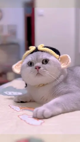 This is my fat baby😂#pet #fyp #cutecat #cat #catsoftiktok #cats #funnyvideos 