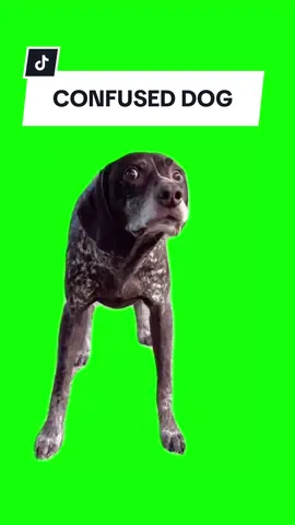 #CapCut CONFUSED DOG meme.  #greenscreen #greenscreenvideo #greenscreenoverlays #fyp #fypシ #fypage #fypppppppppppppppppppppppppppppppppppppppppppppppppppppppppppppppppppppp #fyppage #fypシ❤️💞❤️ #meme #memes #memestagram #freefirememe #memepage #viral #viralvideos #viralreels #viralvideo #viralpost 