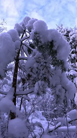 وانا بالطريق شفت الثلج مغطي الشجر قلت لازم صور شي فكرة حلوة ❄️❄️❄️⛄️#تصويري #تصويري_احترافي_الاجواء👌🏻🕊😴 #منظر_جميل #راحة_نفسية❤ #nature 
