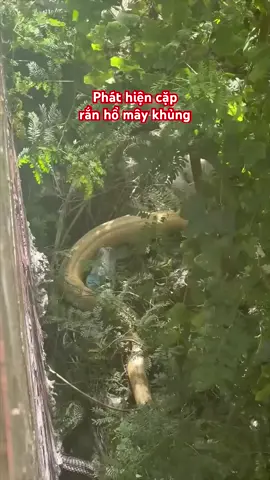 cặp rắn Hổ Mây khổng lồ Núi Cấm 
