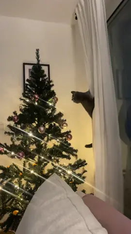 #cat #christmas #catslovers 