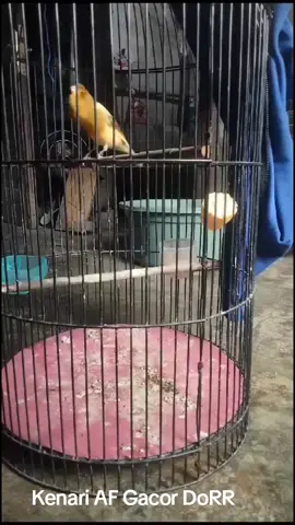 Burung kenari merupakan burung yang identik berwarna kuning dan biasanya memiliki lurik berwarna coklat pada punggungnya. Burung kenari pertama ditemukan Oleh Pelaut Prancis Jean de Berthan Cout di Kepulauan Canary pada abad ke-15. Burung Kenari Seri AF #fyp  #kicaumania  #follower  #anakmedan  #indonesia  #nkri  #jkt  #bandung  #kota 