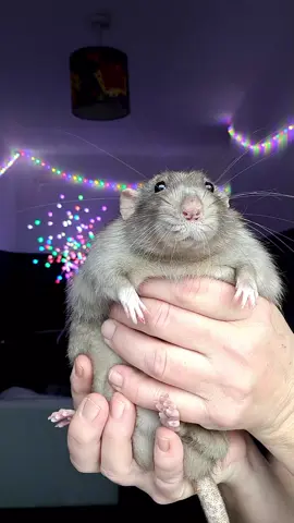 Otto love 💙 #rat #ratsoftiktok #rats #otto #pet #PetsOfTikTok 