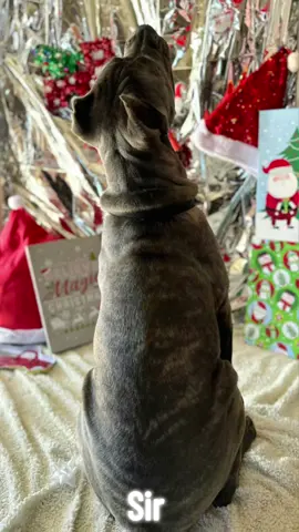 Sir#PetsOfTikTok #christmas #canecorso #canecorsopup #canecorsoitalianmastiff #petsoftiktok @BMCKennels 
