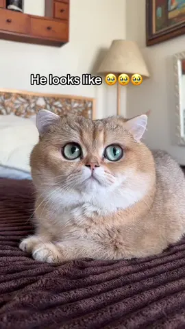 I CANT😭😭😭🥹🥹🥹🥰🥰🥰 #cutecats #catmom #scottishstraight #fluffycat #fyp 