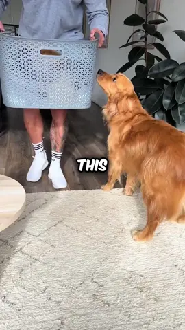 They Gave Their Dog A Best Friend❤️ #viralvideo #dogsoftiktok #fyp 