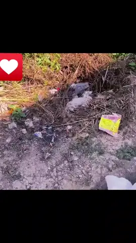 It's a small dog lying paralyzed on the road #foryou #animal #dog #puppy #abandoned #rescue #neiperteee #cane #cucciolo 
