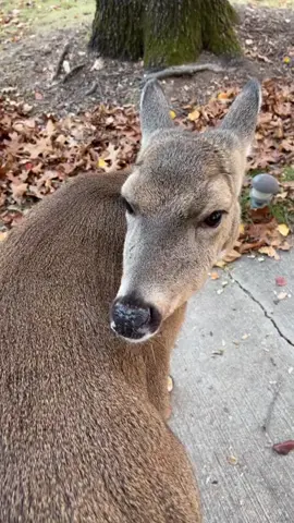 Buttons is bougie🙌🏻💕😍 #deer #foryou #fypシ #missouri #deertiktok #asmr #asmrsounds #deerasmr 
