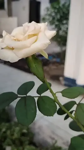 #EkspresikanDenganCapCut #CapCut #fyp #hanya #kamu #asnuq 