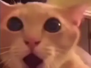 suprised cat meme #cats #memes 