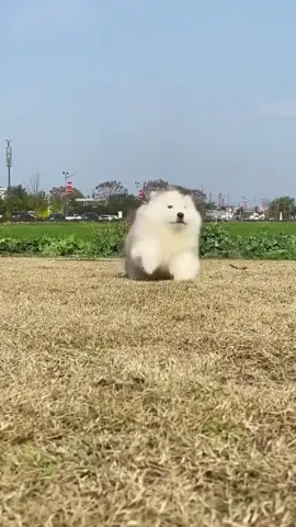 em bé ngộ nghĩnh 😝🥰🥰 #xuhuong #trend #fyp #viralvideo #funnyvideos #dog #cutedog #WhatToPlay #❤️❤️❤️ 