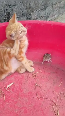😂🤣#foryou #cat #hamster #catandmouse #funny #friends 