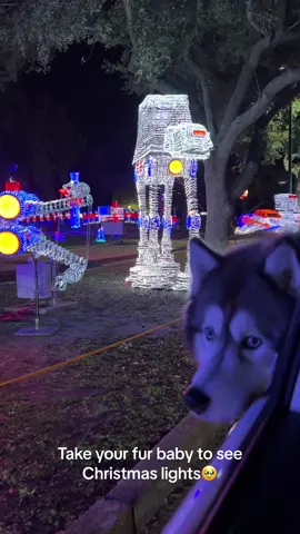I love these precious moments🥹  #furbabies #dogmom #dogsoftiktok #siberianhusky #cutedogs #furbaby #dogtok 