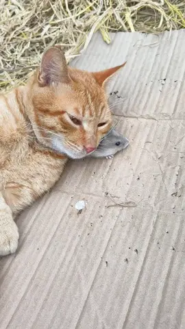 #funnyanimals#funny#funnydog#dog #dogsoftiktok #pets #cute#meme#funnyvideo#PetsOfTikTok #funnyvideos #animals #fyp#wild #wildlife #foryou
