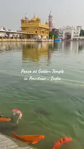 #goldentempleamritsar #sikh #punjabi #india #indian #koi #fish #pool #religion #peace #serenity #viralvideo 
