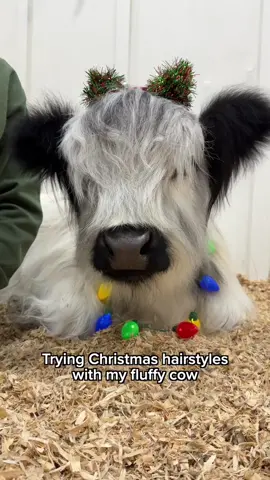 Which hairstyle was your favorite? 🎀 #christmas #cow #hair #style 