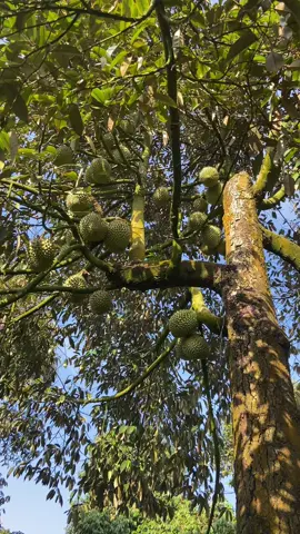 Hổng có tiền đổi sầu riêng được hông 🤣