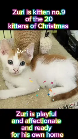 kitten no.9 ready for adoption #CapCut 