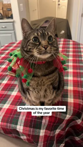 Milo is feeling in the Christmas spirit today 🎄 #foryou #foryoupage #lol #comedy #cats #catsoftiktok #viral 