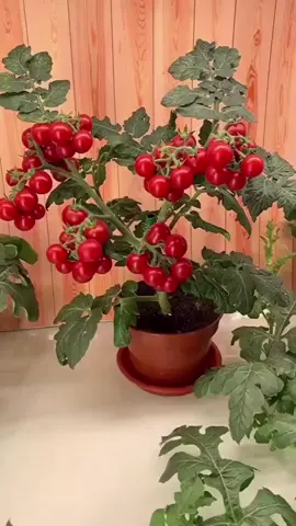 #benih #tomatcherry #fyp 