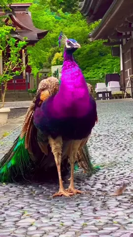 cantik2 burung merak ni..