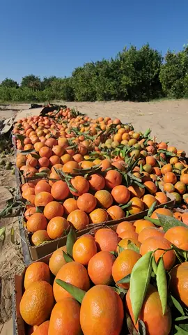حصاد البرتقال في مأرب اليمنية #مأرب #اليمن #مارب #زراعة #برتقال #orange #agriculture #yemen 