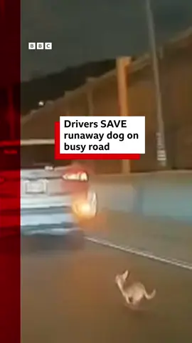 Is it a bird? Is it a plane? No, it's a chihuahua on the freeway #NewYork #NewYorkCity #NYC  #Chihuahua #Chihuahuas #Dog #Dogs #StatenIsland   #RunawayDog  #CatchMeIfYouCan  #BBCNews