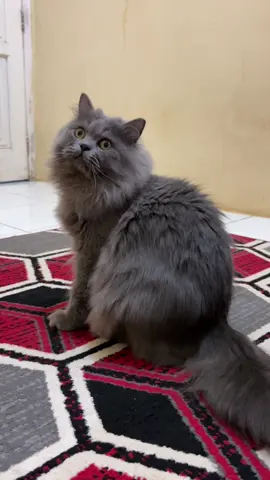 Apalagi ini wink tamvan ? Motif Abu abu monyet juga gak kalah tamvan kan dong  😻 #kikithecat #kuki_sicucing #kucingtamvan #winktamvan #trendwink #kucinggemoy #kucinglucu #catsoftiktok #kucinggembul 