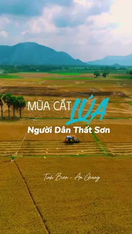 Mùa cắt lúa của người dân thất sơn Tịnh Biên An Giang#angiang #catluamientay #nhịpsốngquê 