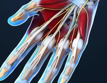 ​​Por que a pele enruga em alguns lugares devido ao contato prolongado com a água?  Anteriormente, pensava-se que era o resultado de uma reação bioquímica na qual “a água retira substâncias químicas da pele”.  Mas este não é o ponto de vista correto.  É tudo uma questão de fibras nervosas e vasos sanguíneos.  Por alguma razão, a reação do nosso sistema nervoso simpático está configurada de tal forma que a exposição prolongada à água provoca vasoconstrição.  Isso, por sua vez, causa enrugamento da pele nas palmas das mãos e nas solas dos pés.  Mas por que o corpo precisa dessa reação?  Acontece que essas rugas facilitam a aderência de objetos debaixo d'água ou ao trabalhar em superfícies molhadas.  Naturalmente, isso há muito deixou de ser justificado evolutivamente - ninguém pesca com as próprias mãos (quase). #anatostudent #anatomia #anatomy #fy #foryou #medicina #medical #tiktok #awareness #лекарство #анатомия 